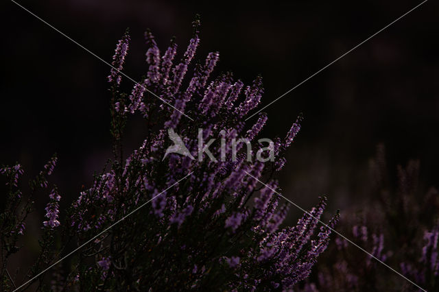 Heather