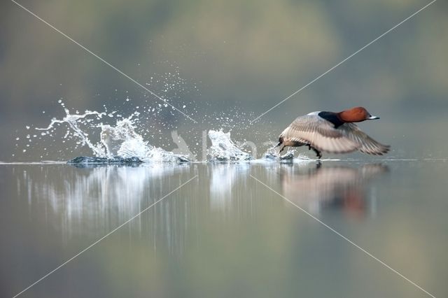 Pochard (Aythya ferina)