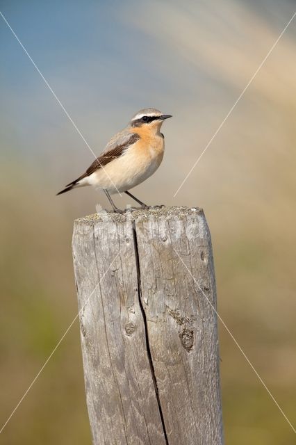 Northern Wheatear (Oenanthe oenanthe)