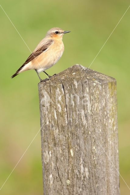 Northern Wheatear (Oenanthe oenanthe)