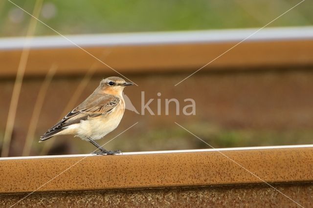 Northern Wheatear (Oenanthe oenanthe)