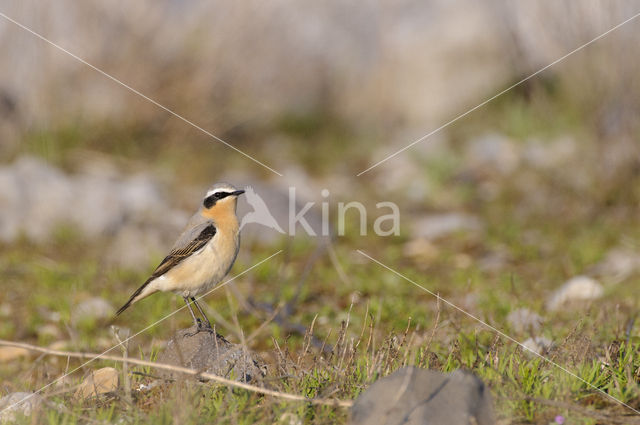 Northern Wheatear (Oenanthe oenanthe)