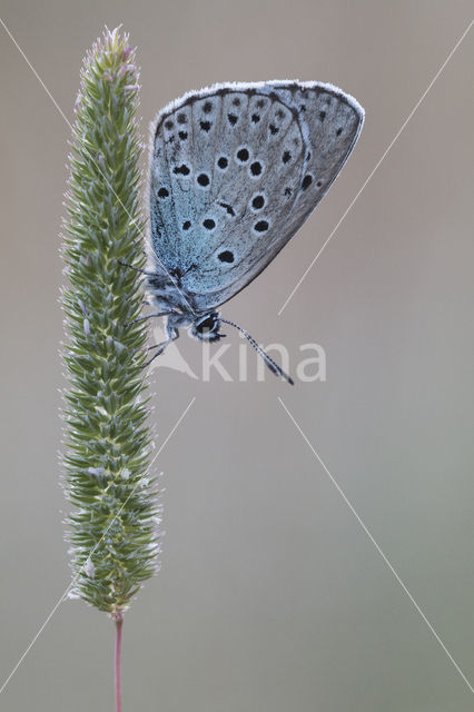 Large Blue (Maculinea arion)