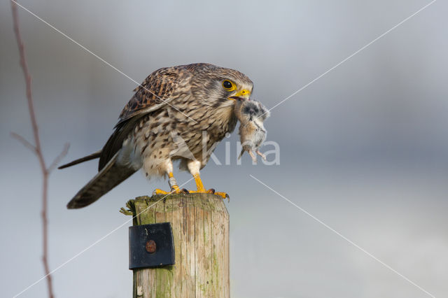 Common Kestrel (Falco tinnunculus)