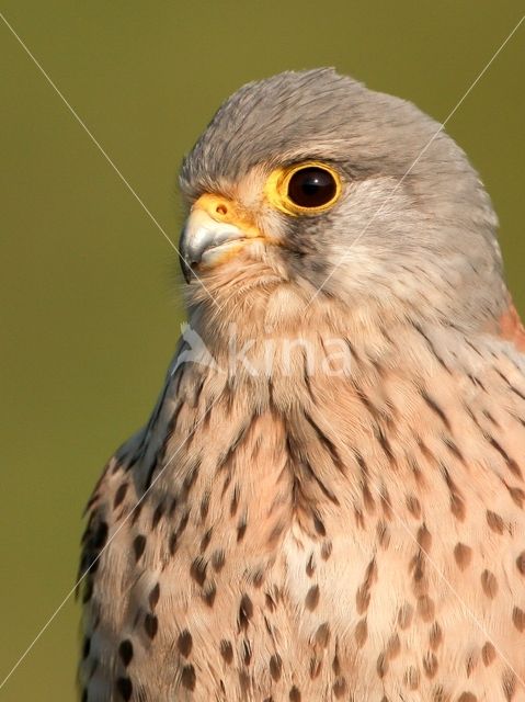 Torenvalk (Falco tinnunculus)