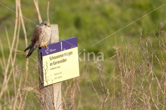 Torenvalk (Falco tinnunculus)