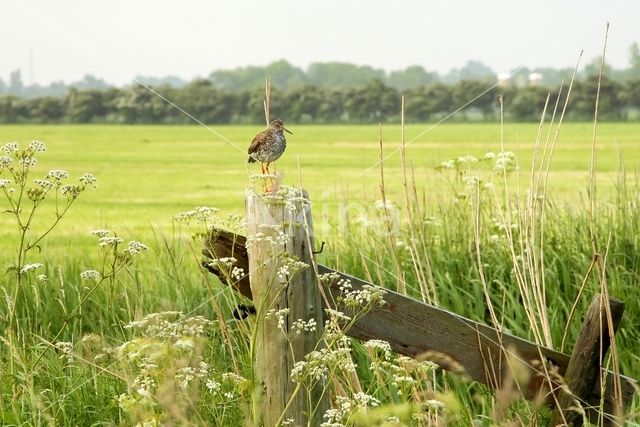 Common Redshank (Tringa totanus)