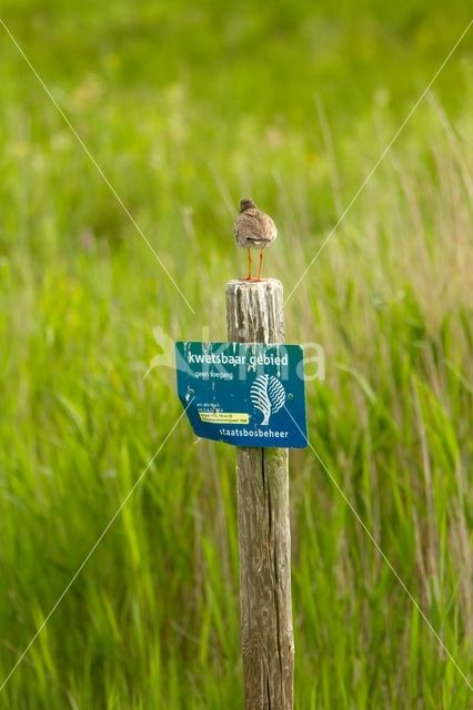 Common Redshank (Tringa totanus)