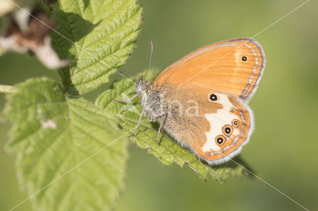 Pearly Heath (Coenonympha arcania)
