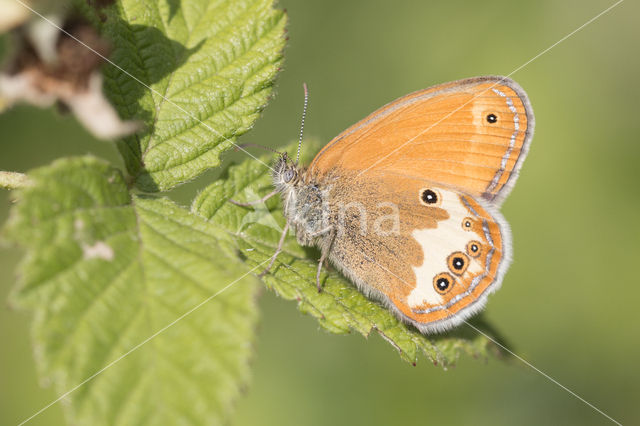 Pearly Heath (Coenonympha arcania)