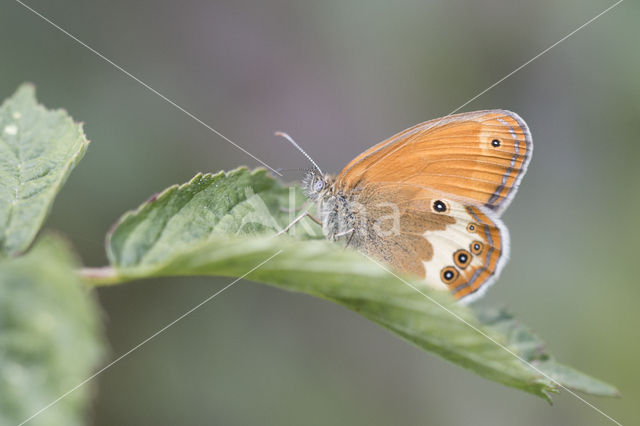 Pearly Heath (Coenonympha arcania)