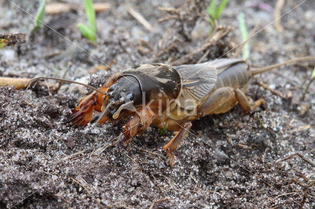 Mole-cricket (Gryllotalpa gryllotalpa)
