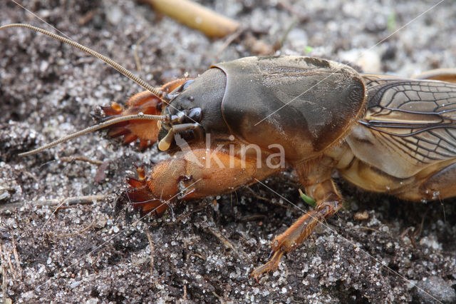 Mole-cricket (Gryllotalpa gryllotalpa)