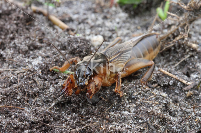 Mole-cricket (Gryllotalpa gryllotalpa)