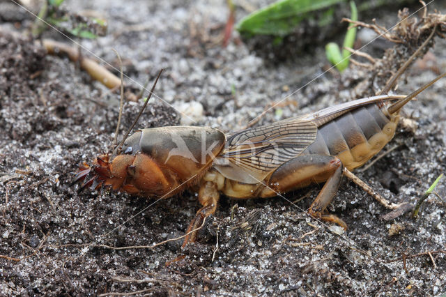 Mole-cricket (Gryllotalpa gryllotalpa)