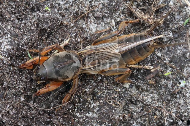 Mole-cricket (Gryllotalpa gryllotalpa)