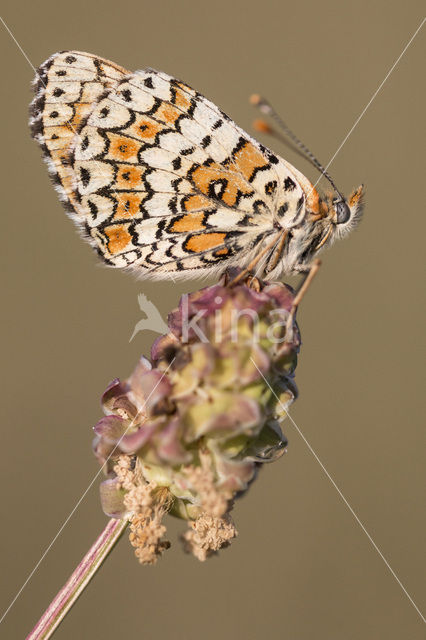 Veldparelmoervlinder (Melitaea cinxia)