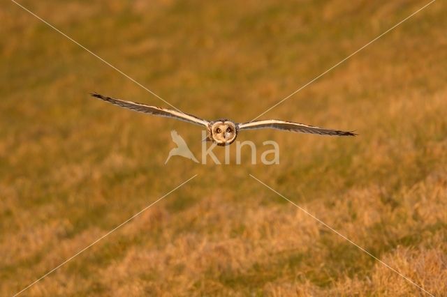 Short-eared Owl (Asio flammeus)