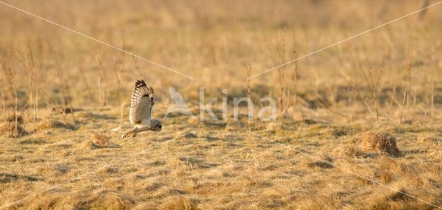 Short-eared Owl (Asio flammeus)