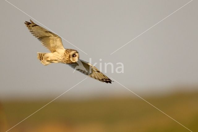 Short-eared Owl (Asio flammeus)