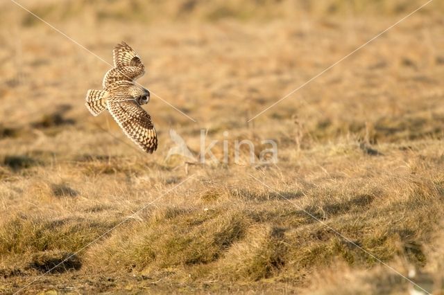 Short-eared Owl (Asio flammeus)