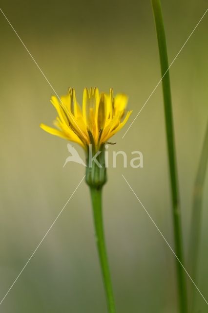 Autumnal Hawkbit (Leontodon autumnalis)