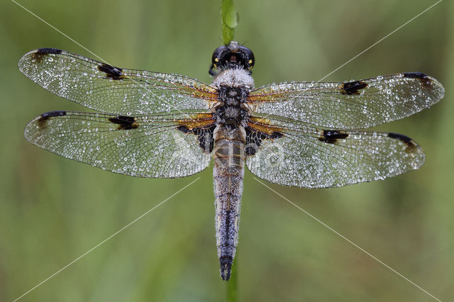 Viervlek (Libellula quadrimaculata)