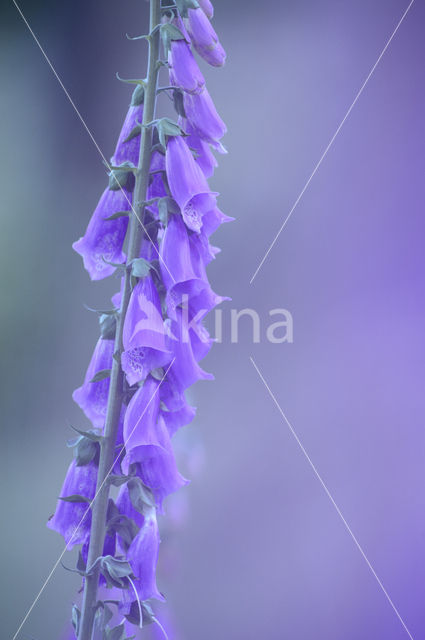 Foxglove (Digitalis spec.)