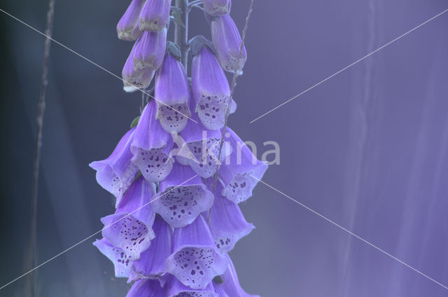 Vingerhoedskruid (Digitalis spec.)