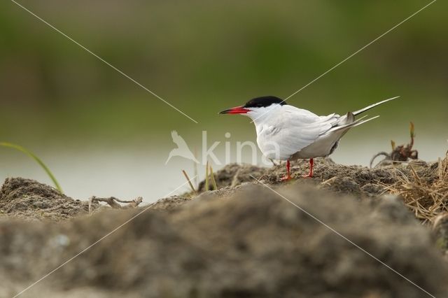 Common Tern (Sterna hirundo)