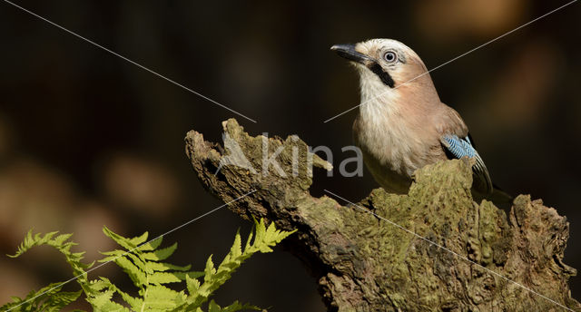 Vlaamse Gaai (Garrulus glandarius)