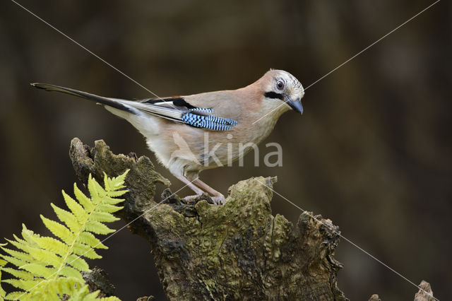 Eurasian Jay (Garrulus glandarius)