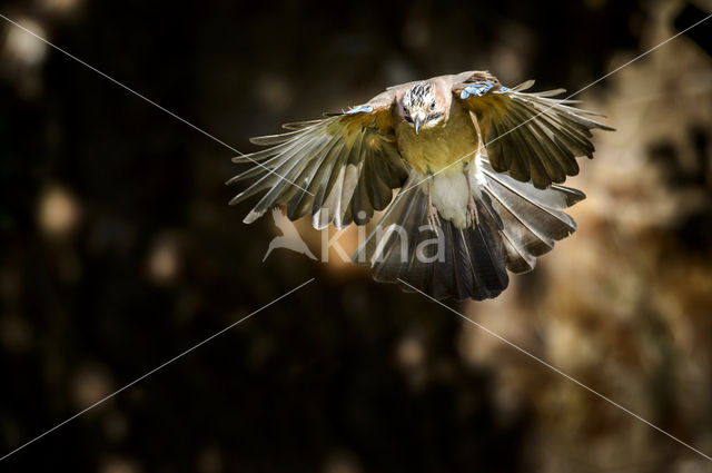 Vlaamse Gaai (Garrulus glandarius)