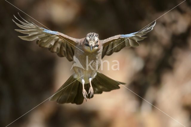 Vlaamse Gaai (Garrulus glandarius)