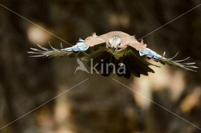 Eurasian Jay (Garrulus glandarius)