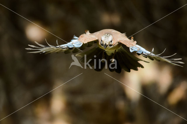 Vlaamse Gaai (Garrulus glandarius)