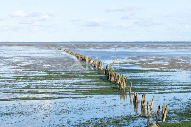 Waddensea