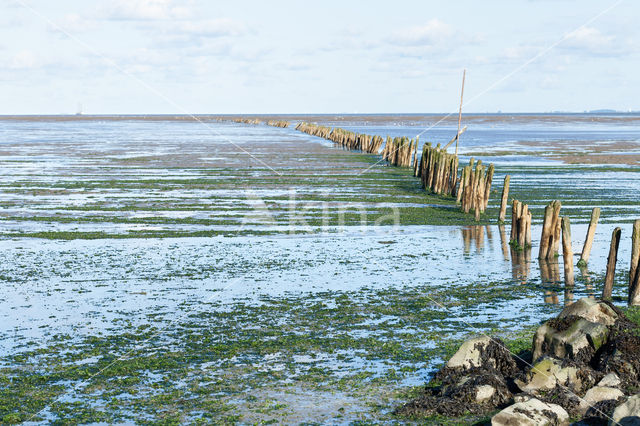 Waddensea