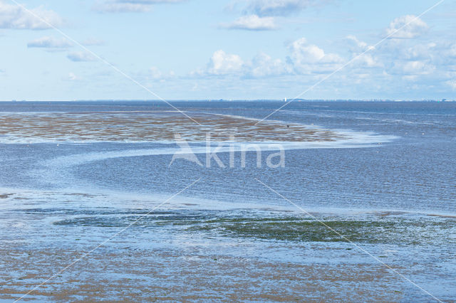 Waddensea