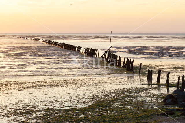 Waddensea