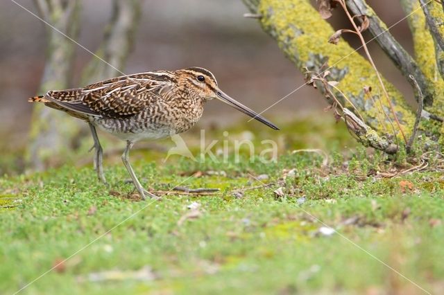 Common Snipe (Gallinago gallinago)