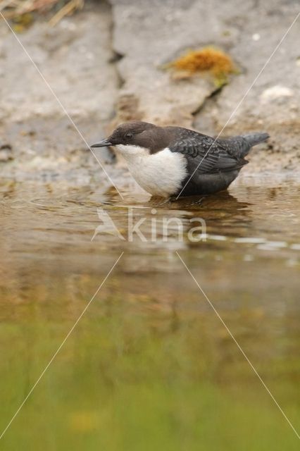 White-throated Dipper (Cinclus cinclus)