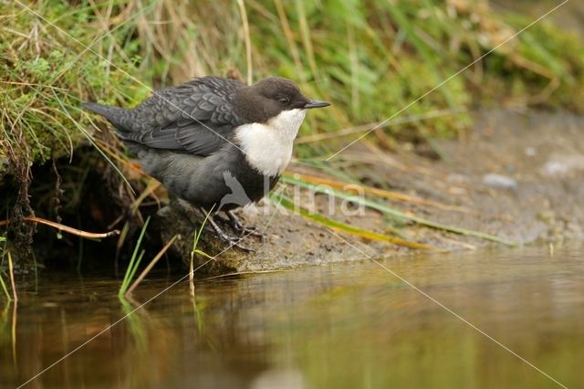 Waterspreeuw (Cinclus cinclus)