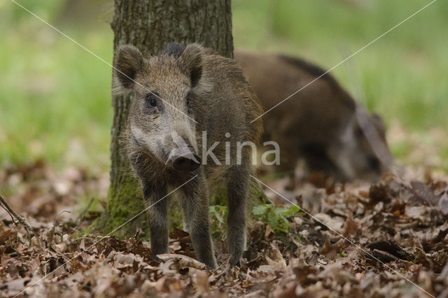 Wild zwijn