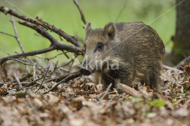 Wild zwijn