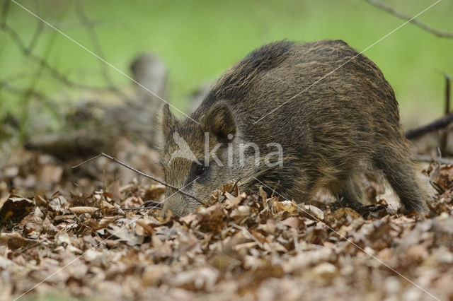 Wild Boar (Sus scrofa)