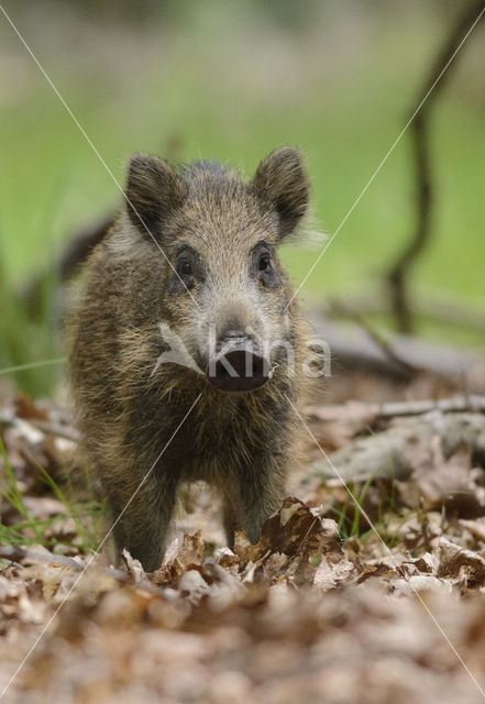 Wild Boar (Sus scrofa)