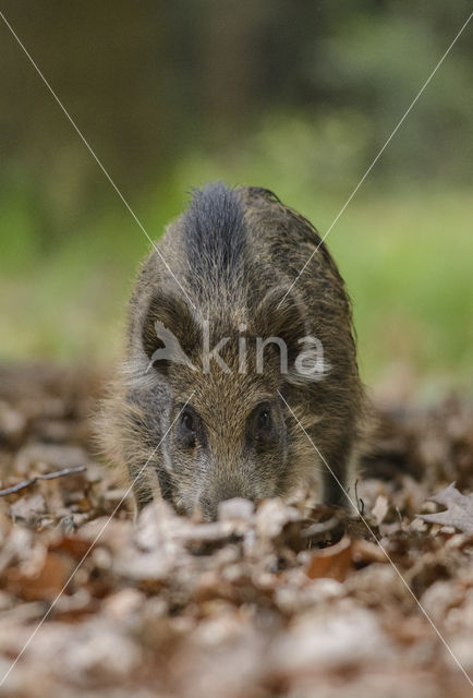 Wild Boar (Sus scrofa)