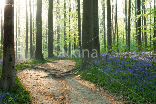 Bluebell (Scilla non-scripta)