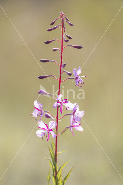 Wilgeroosje (Chamerion angustifolium)